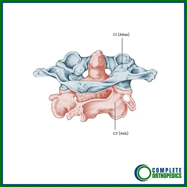 C1-C2 Facet Joint Illustrated